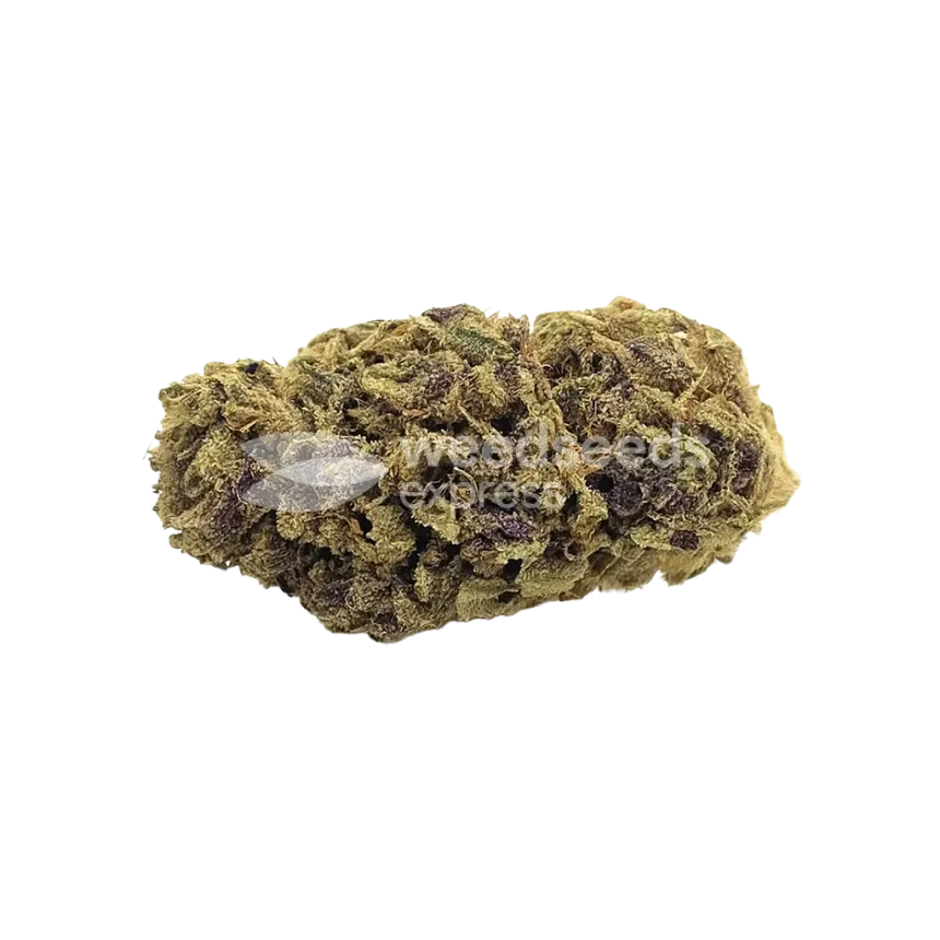 Blackberry Moonrocks Auto Bud