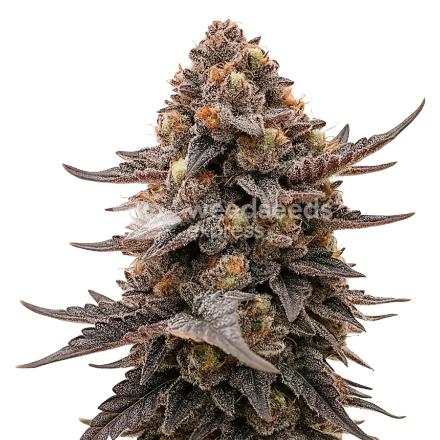 Blackberry Moonrocks Auto Plant