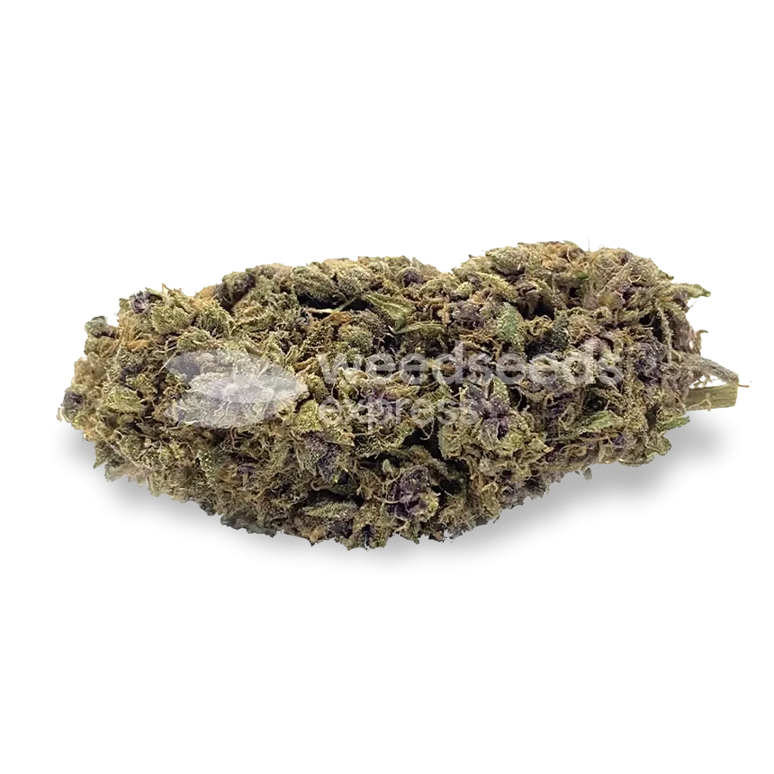 Blackberry Moonrocks bud