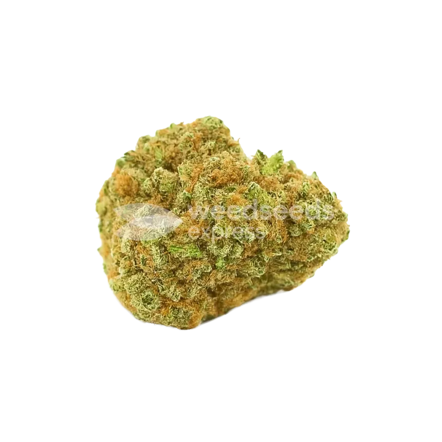 Blue Cheese Auto Bud