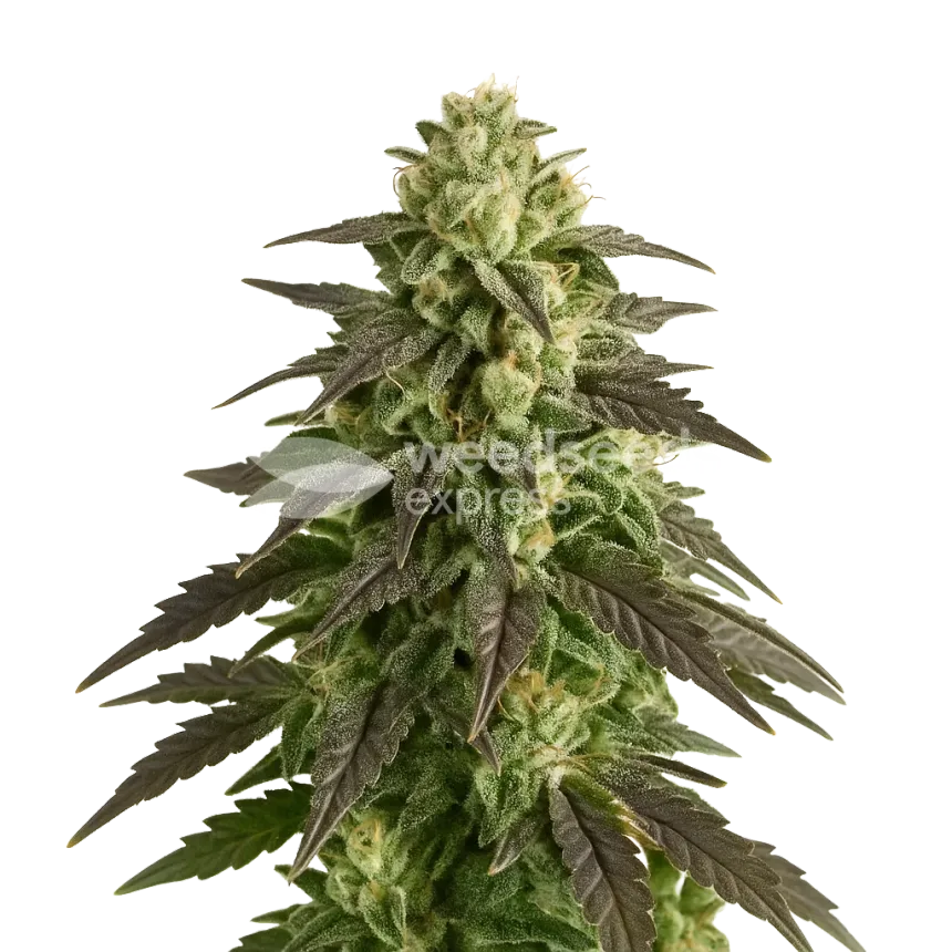 Blue Cheese Auto Pflanze