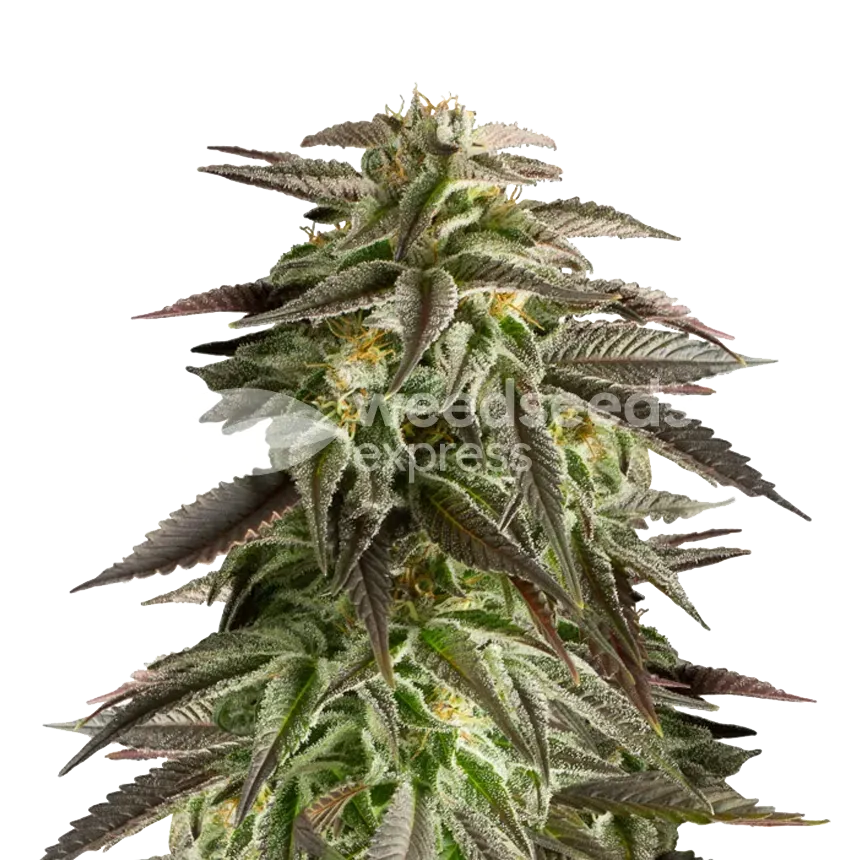 Blue Cheese plant