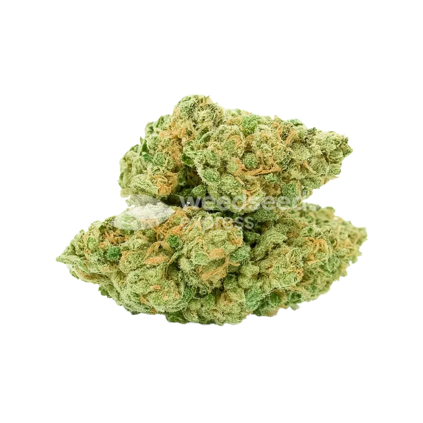 Blue Dream Auto Bud