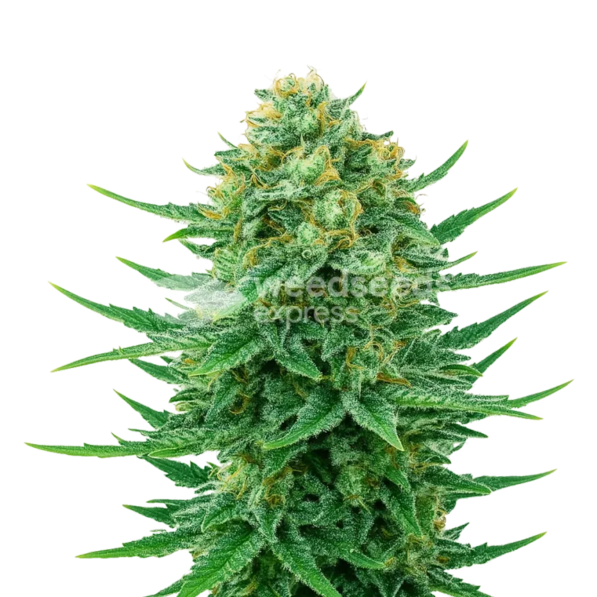 Blue Dream Auto Plant