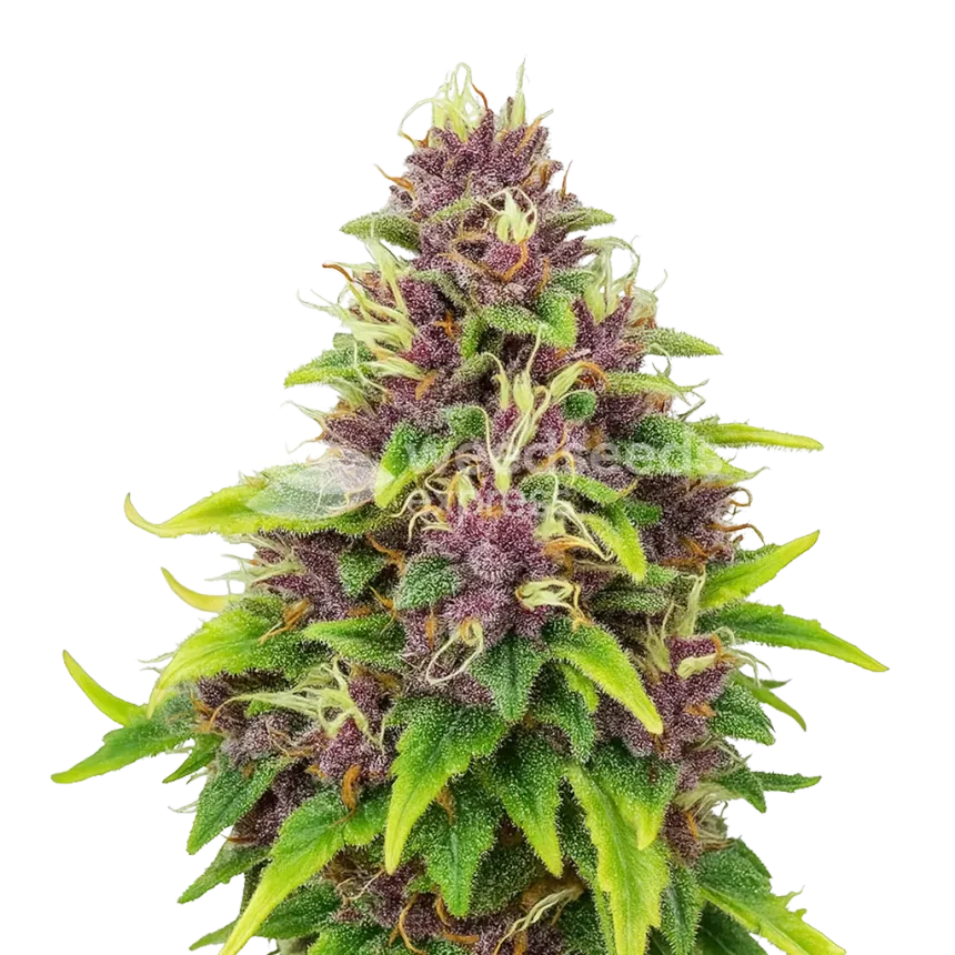 Blueberry Auto Plant