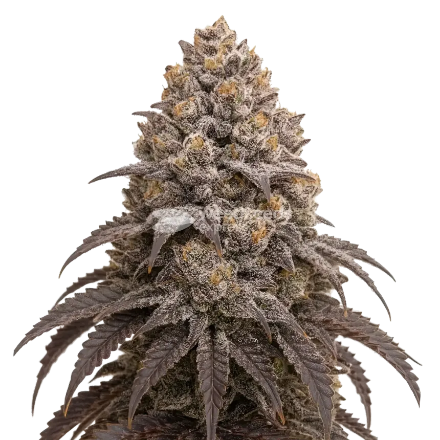 Blueberry Kush Cannabis Plant