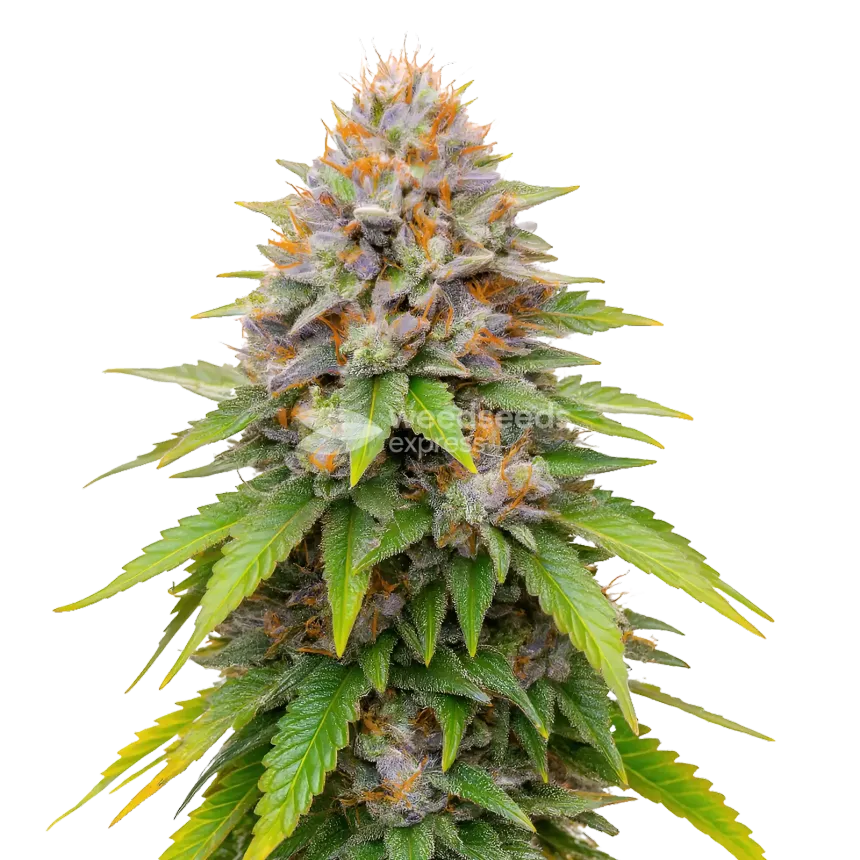 Blueberry Muffin Cannabis Plant