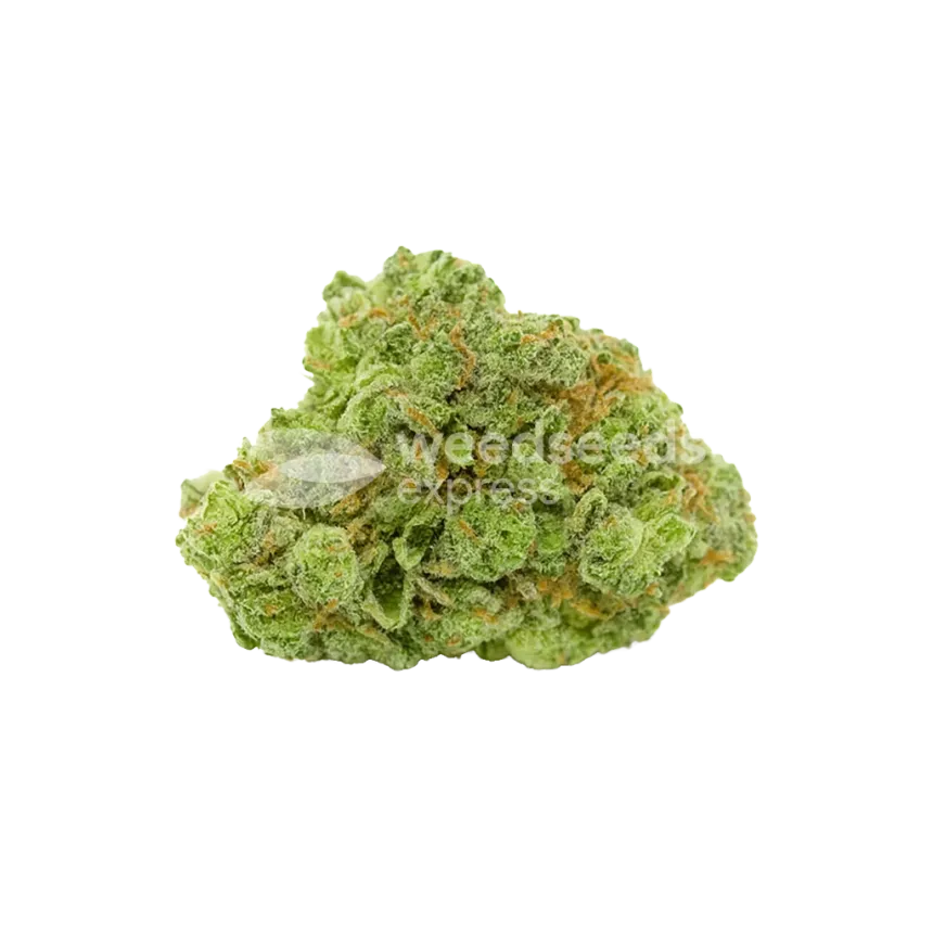 Bruce Banner Auto Bud