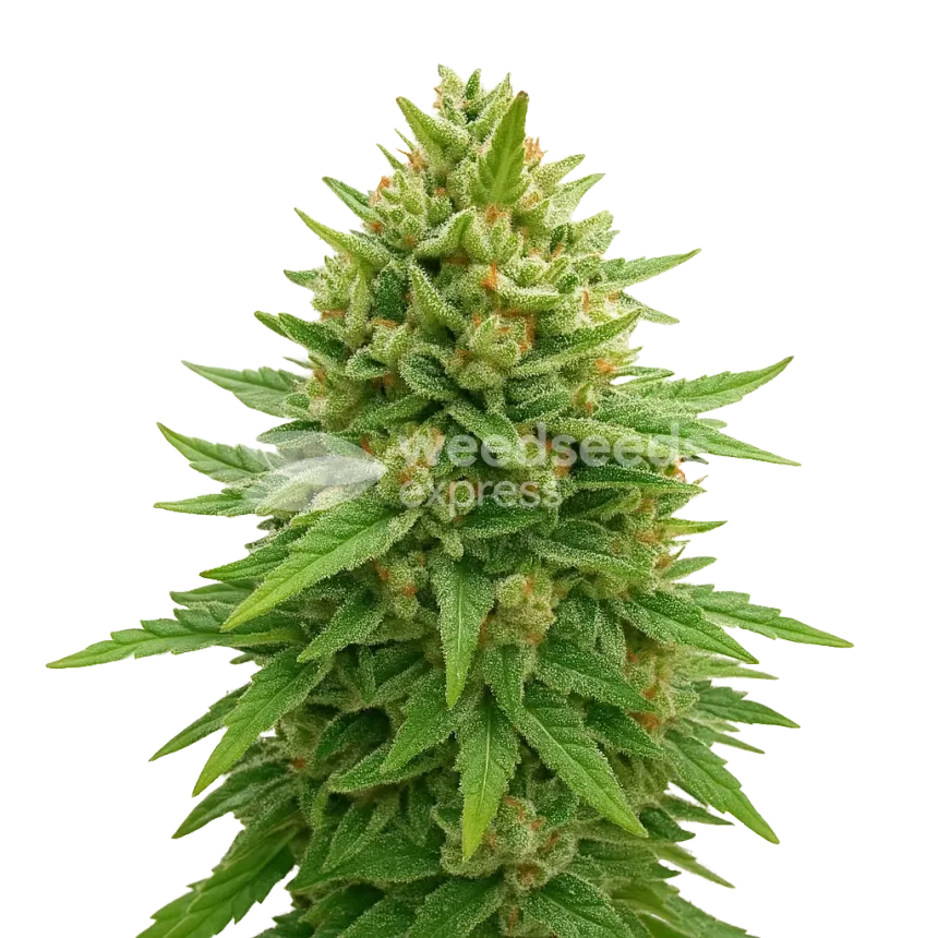 Bubba Kush Auto Plant
