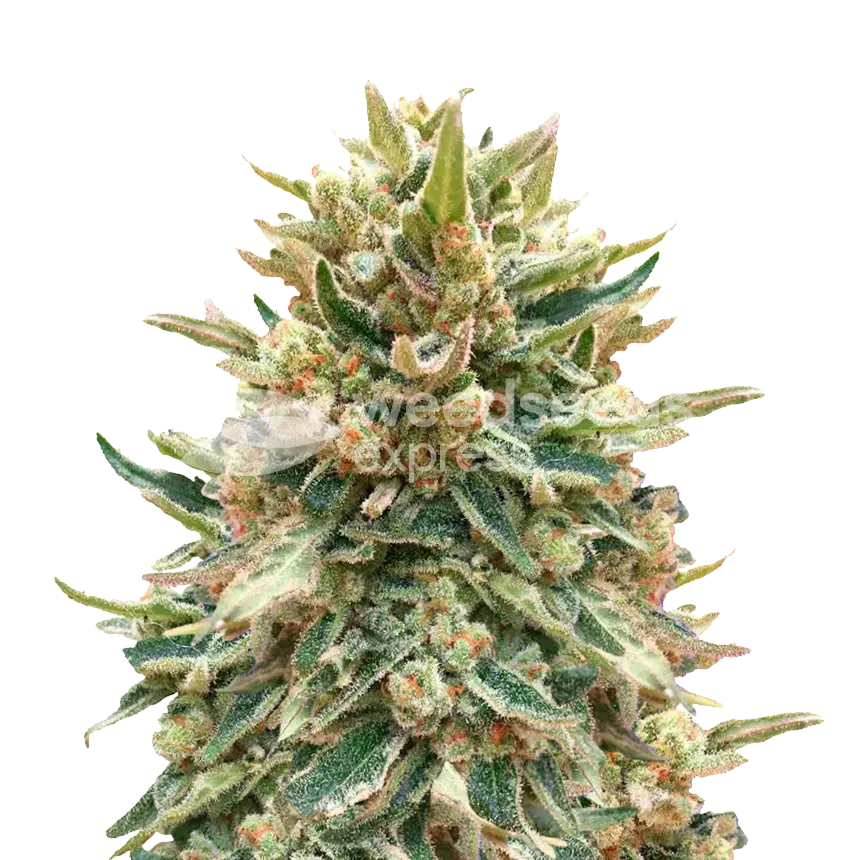 Bubba Kush plant