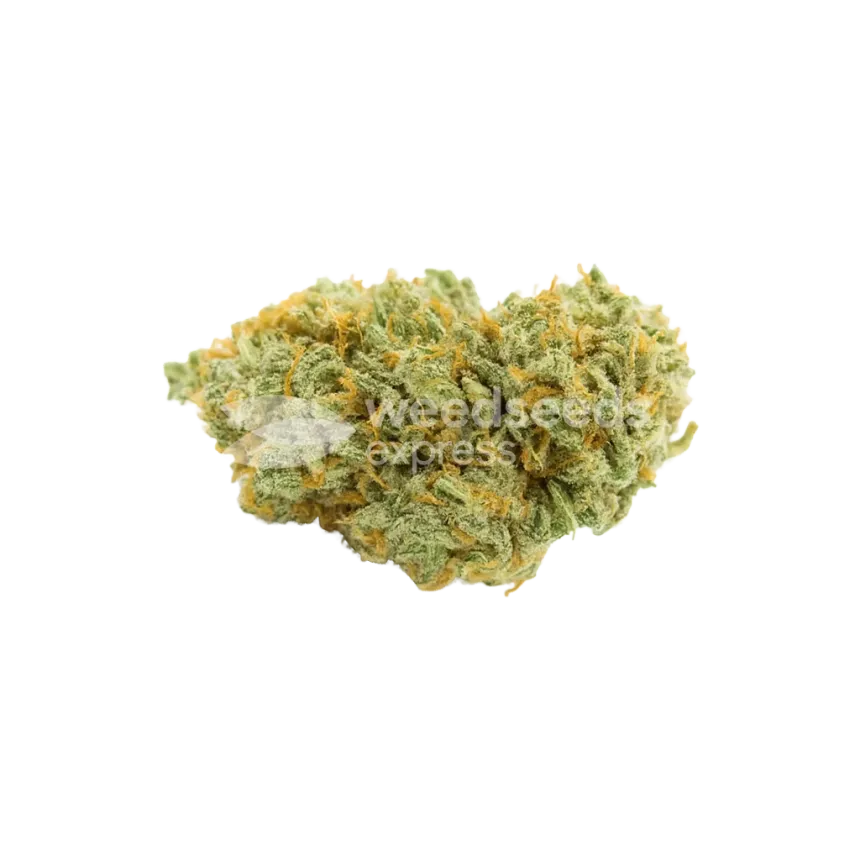 Bud de Bubblegum Auto