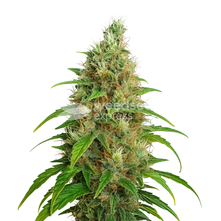 Plante de Bubblegum Auto