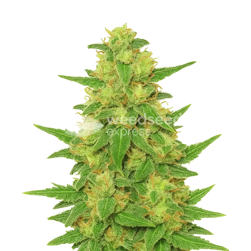 C. Banana Auto Plant