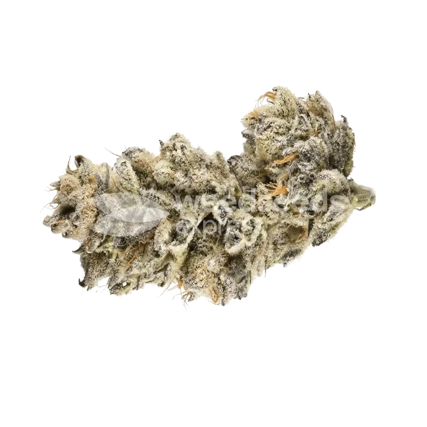 Cap Junky Bud
