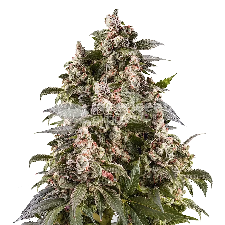 Cap Junky Plant