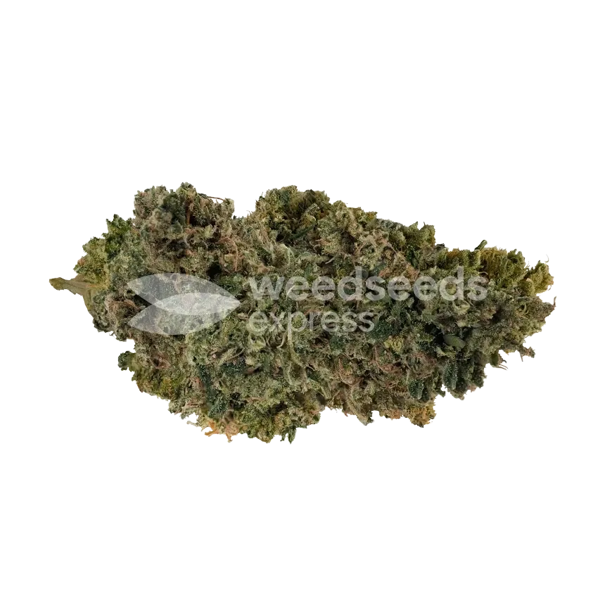 CBD Candida Bud