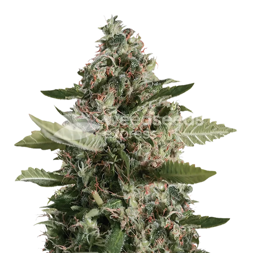 CBD Candida Plant