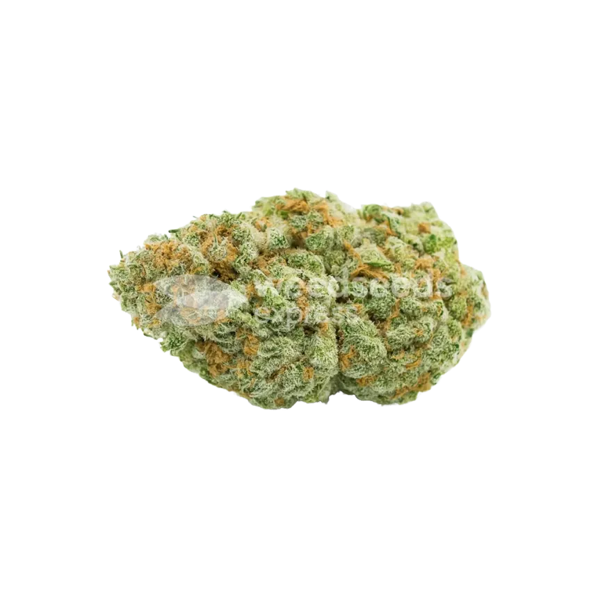 CBD Critical Mass Auto Bud