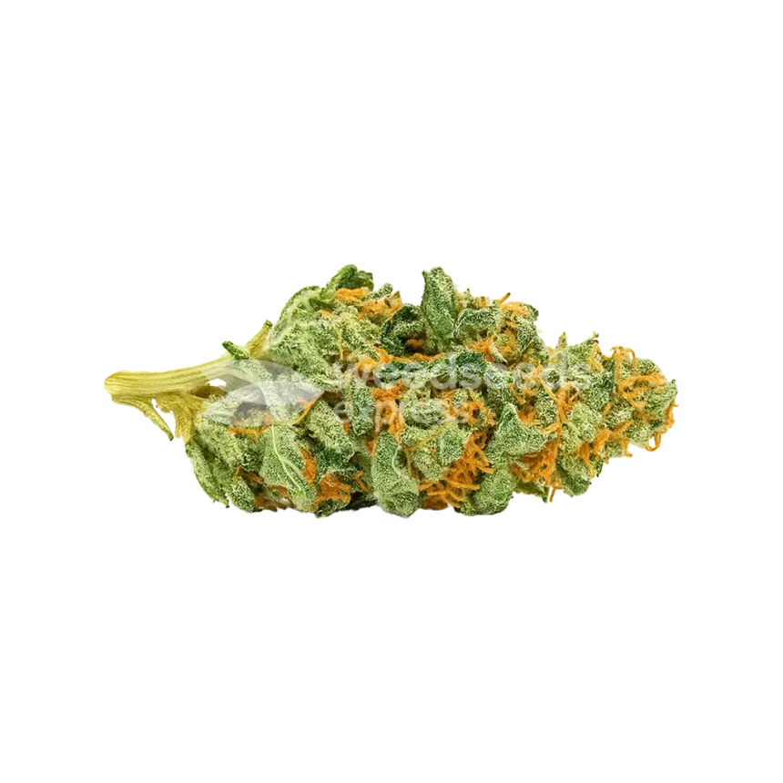 CBD Express Auto Bud