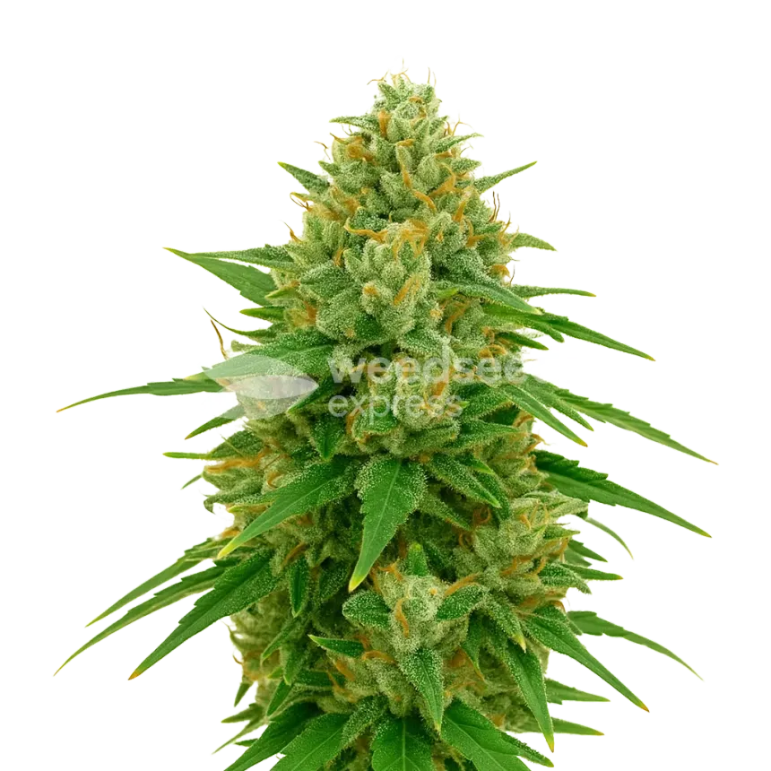 CBD Express Auto Plant