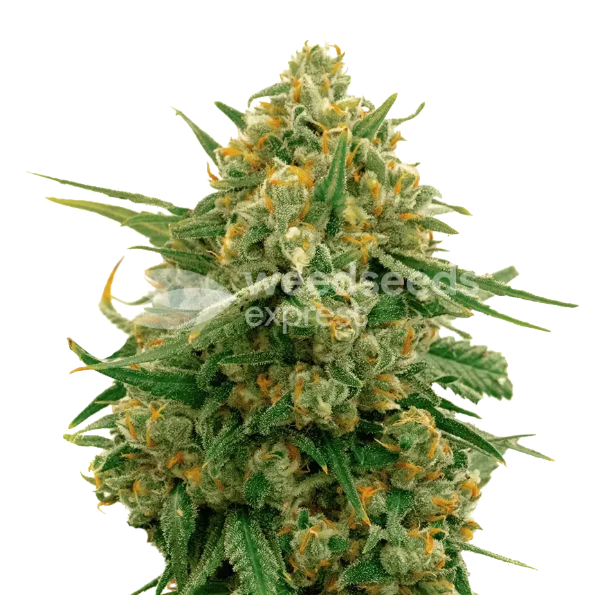 CBD Express plant