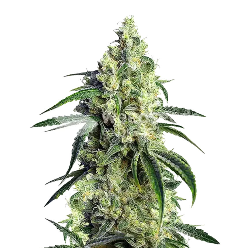 CBD Girl Scout Cookies Plant