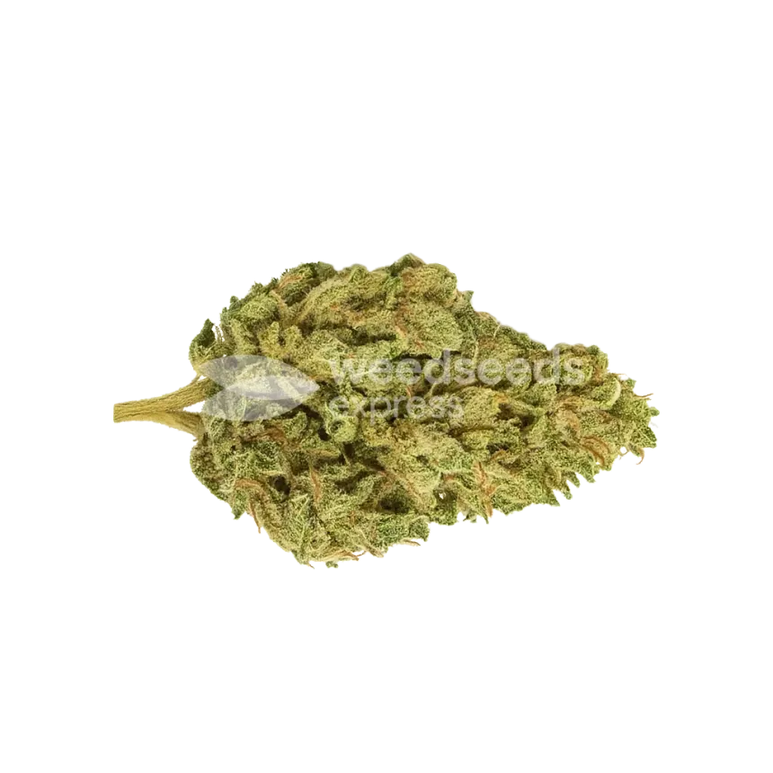 CBD Kush Auto Bud