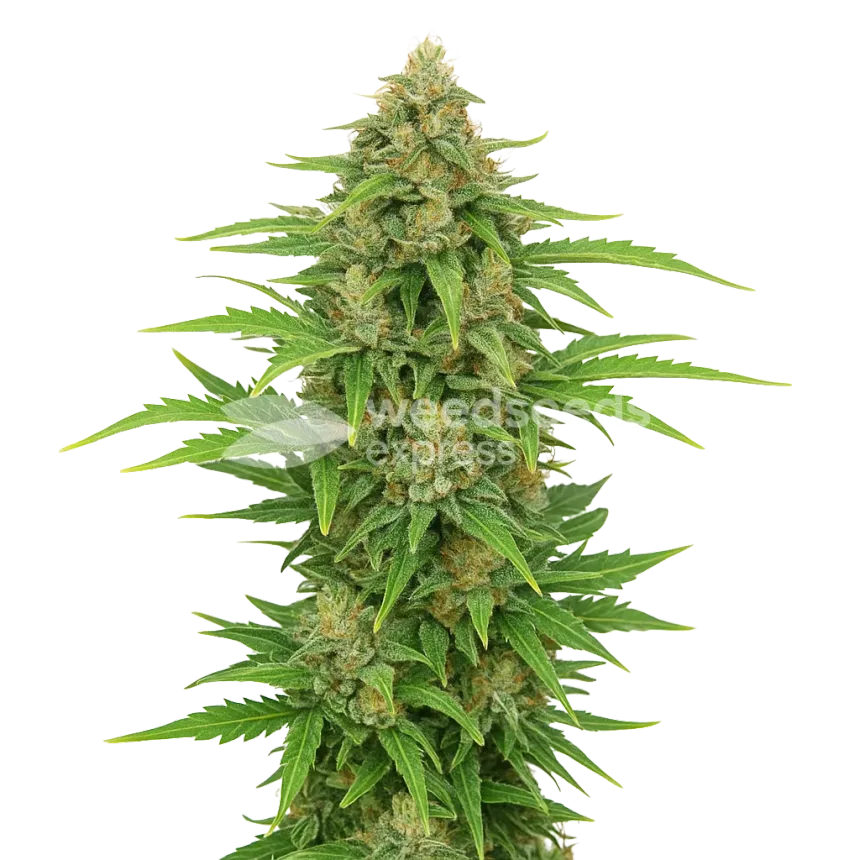 CBD Kush Auto Pflanze