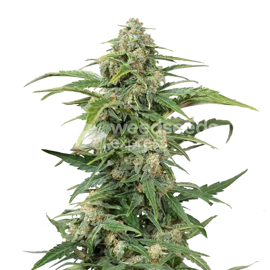 CBD Kush plant