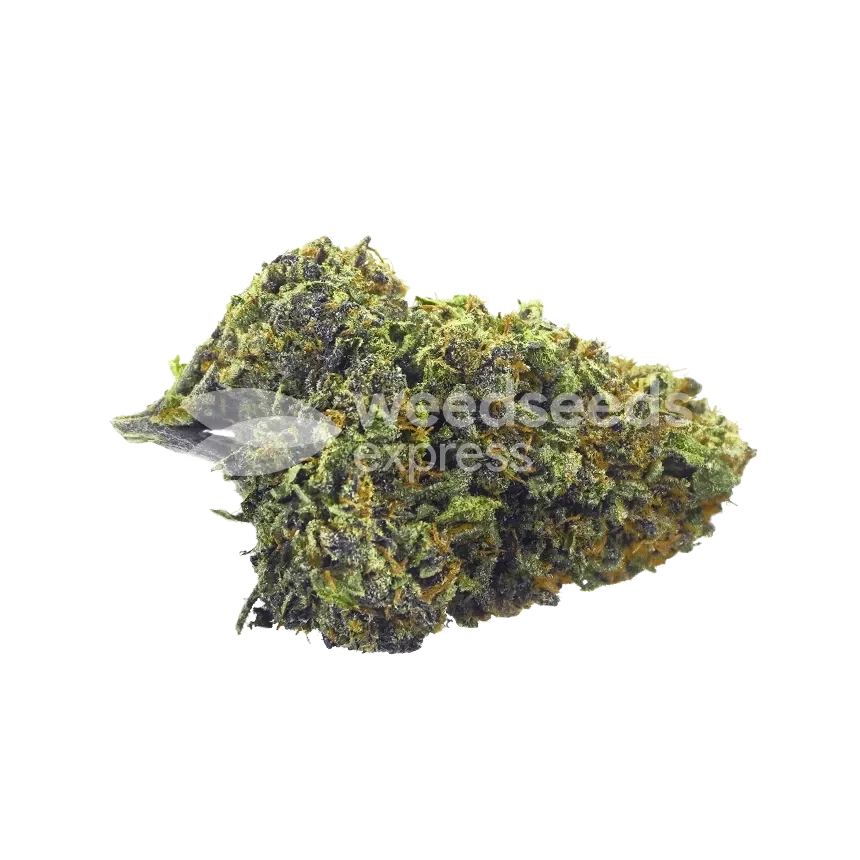 CBD Mango Bud