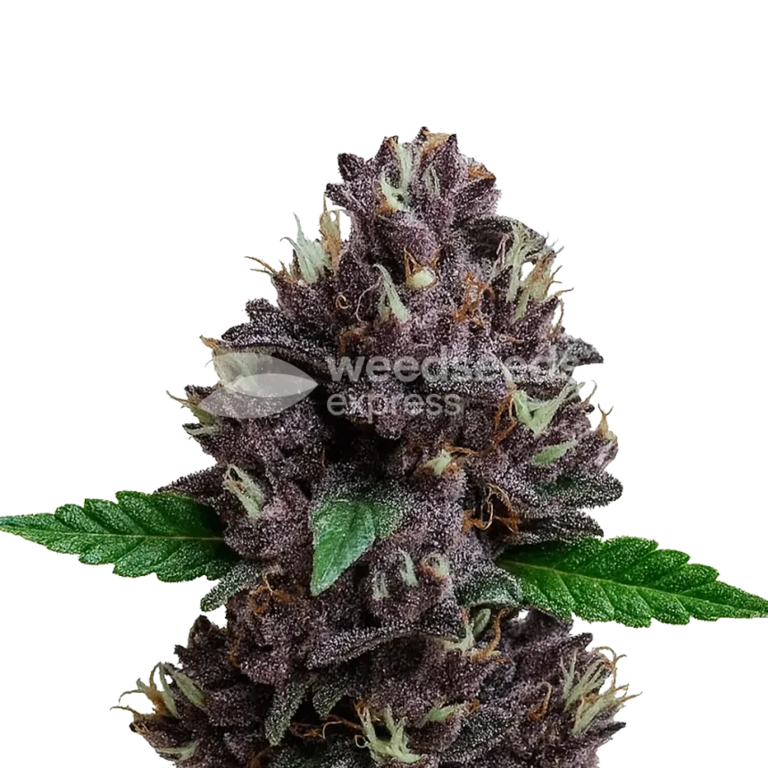 CBD Purple Kush Auto Plant