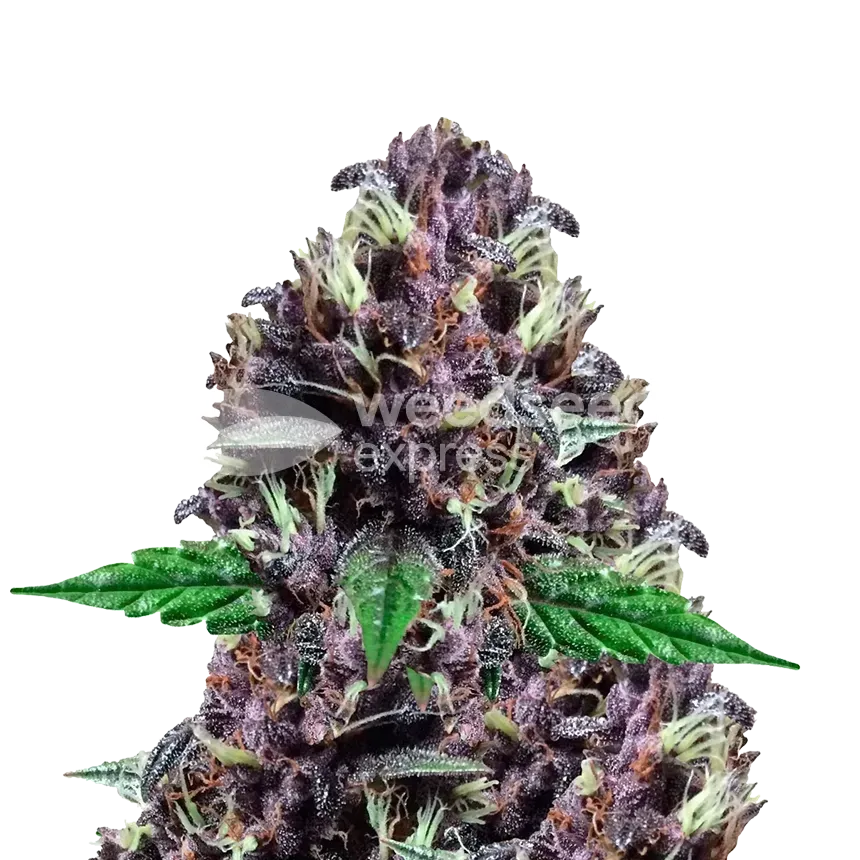 CBD Purple Kush plant