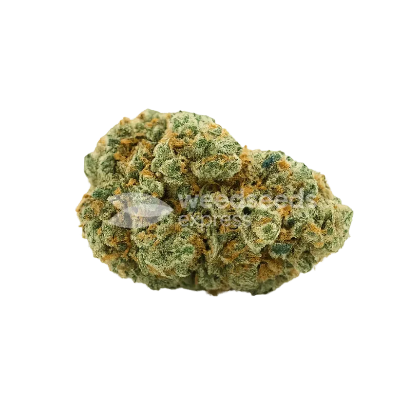 CBD White Widow Auto Bud