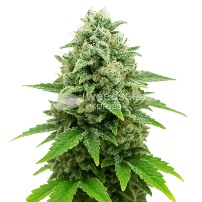 CBD White Widow Auto Plant