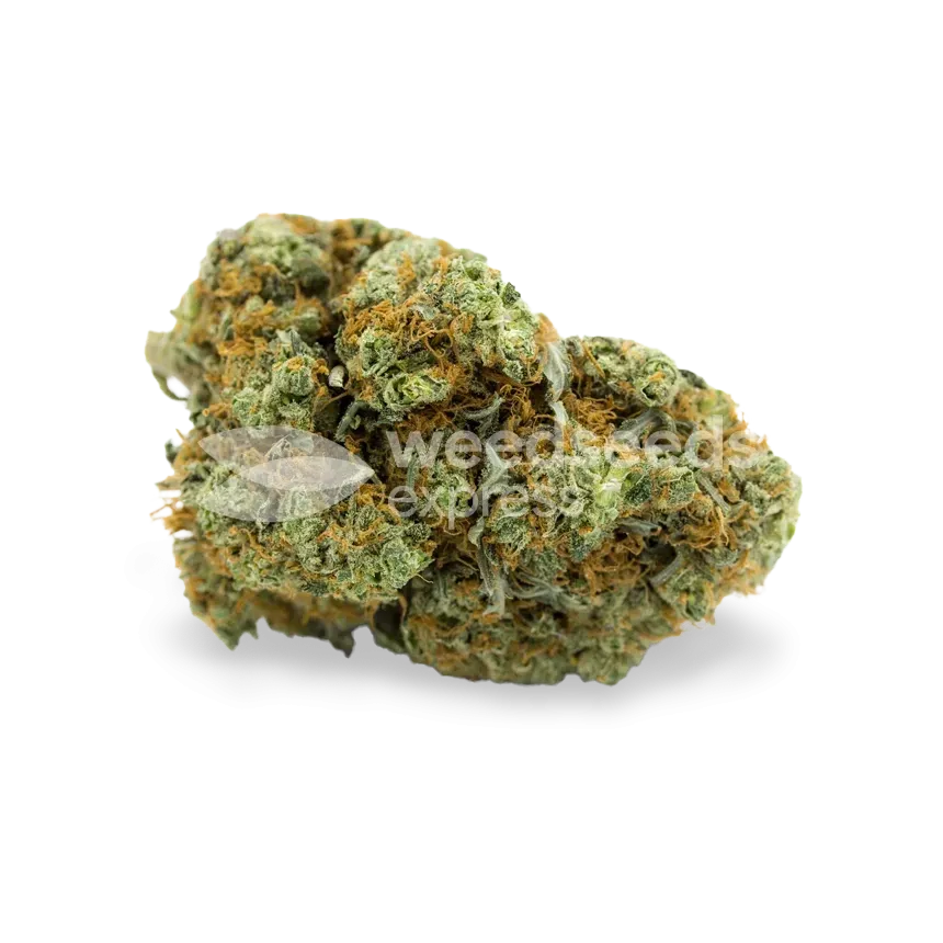 CBD White Widow bud