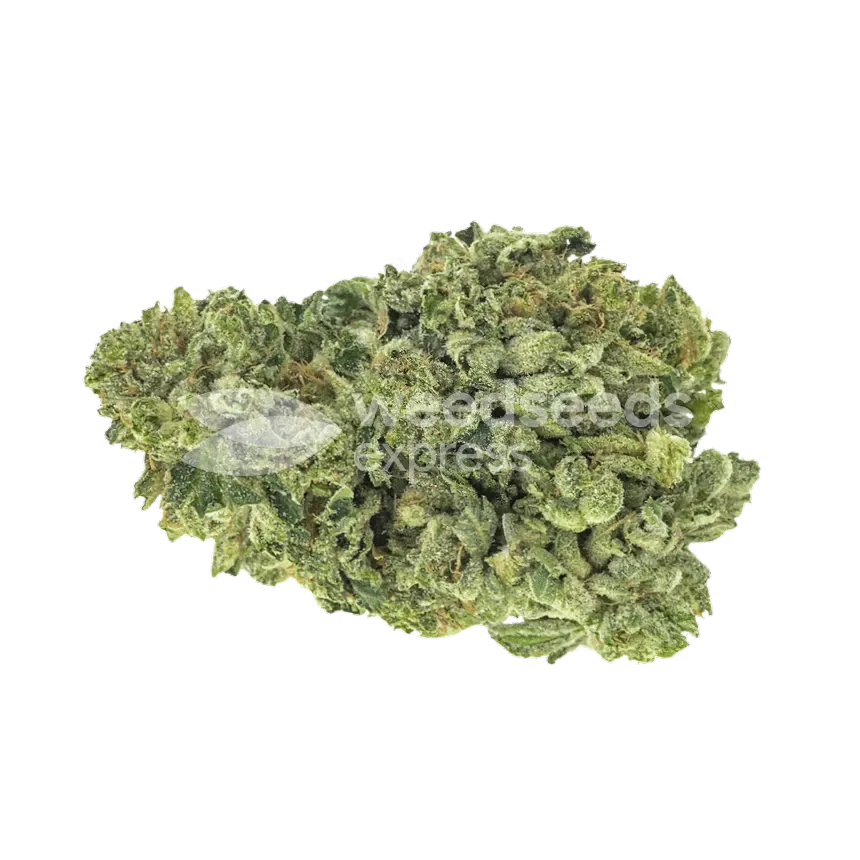 CBD Zenergy Bud