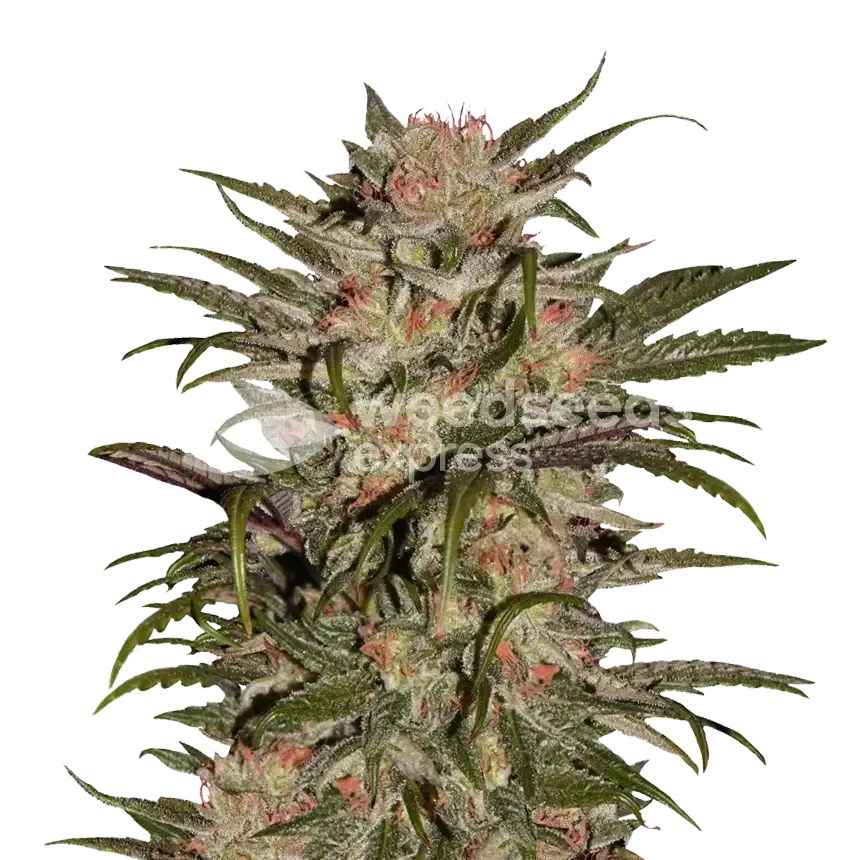 CBD Zkittlez Plant