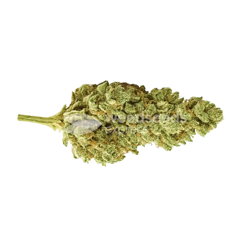 Bud de CBG Citrus Nectar Auto
