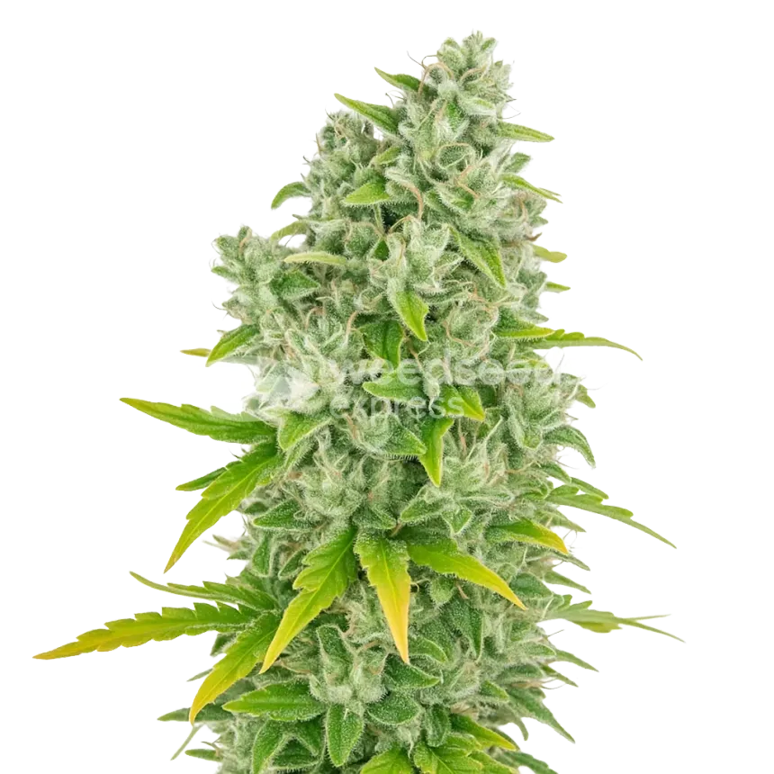 Plante de CBG Citrus Nectar Auto