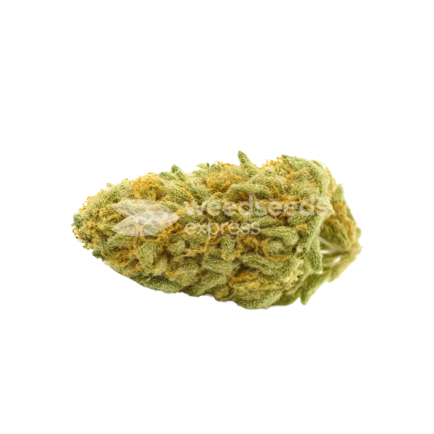 Bud de Cheese Auto