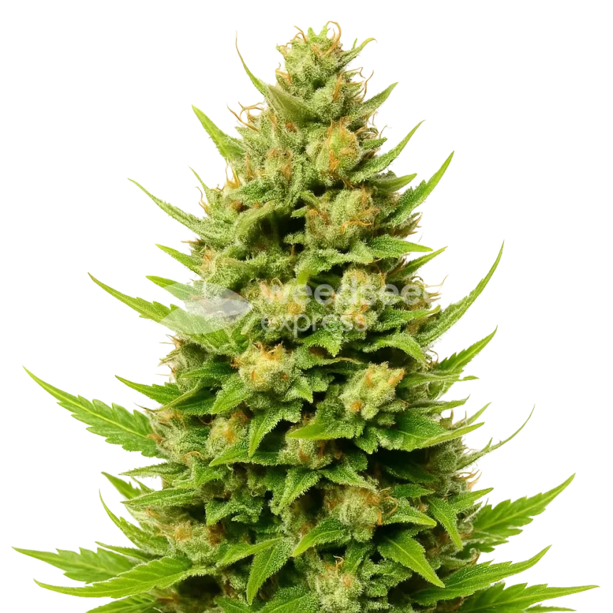 Plante de Cheese Auto
