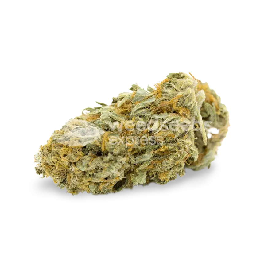 Cheese bud