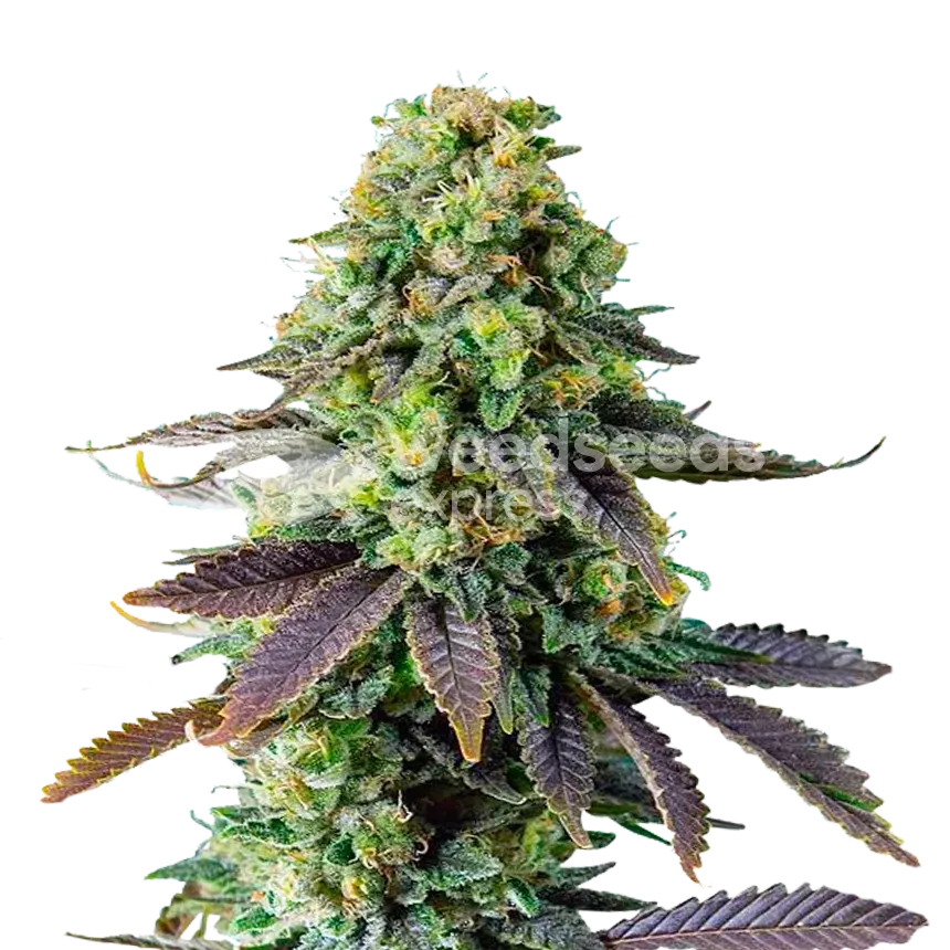 Chemdawg Plant