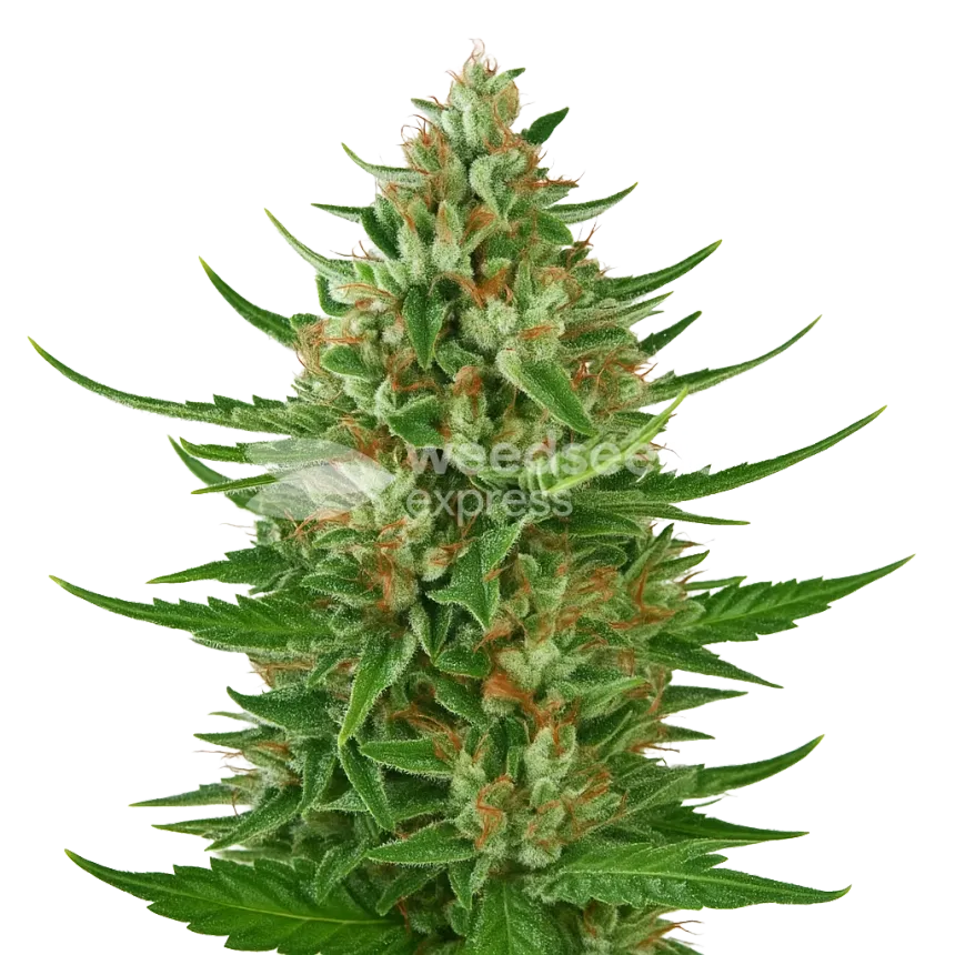 Cherry AK Auto Plant