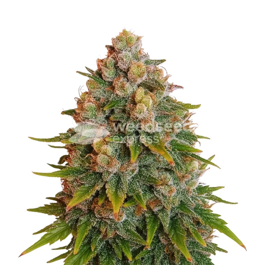 Cherry Pie Auto Plant