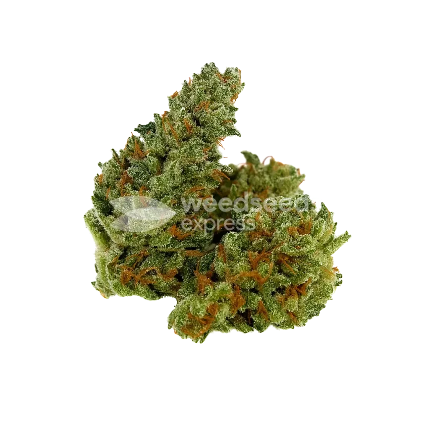 Bud de Chocolope Auto