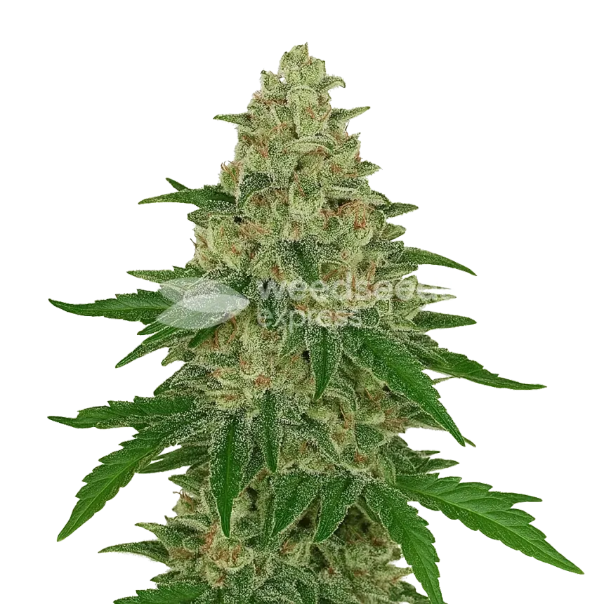 Plante de Chocolope Auto