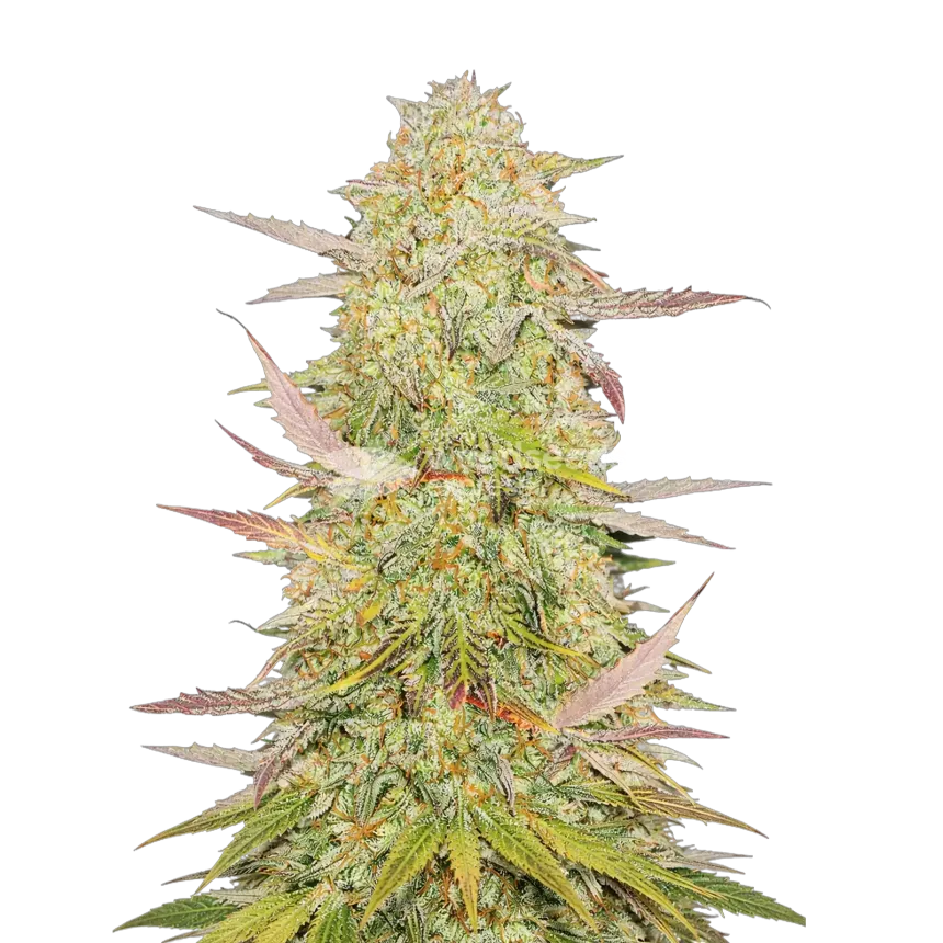 Chronic Cannabis Plant