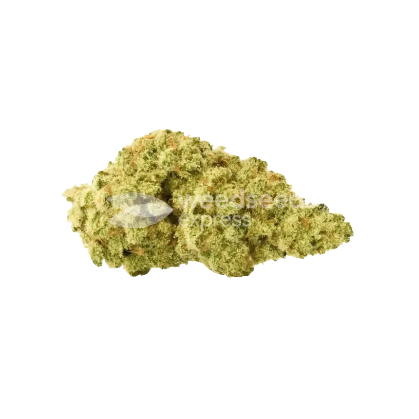 Colombian Gold Auto Bud