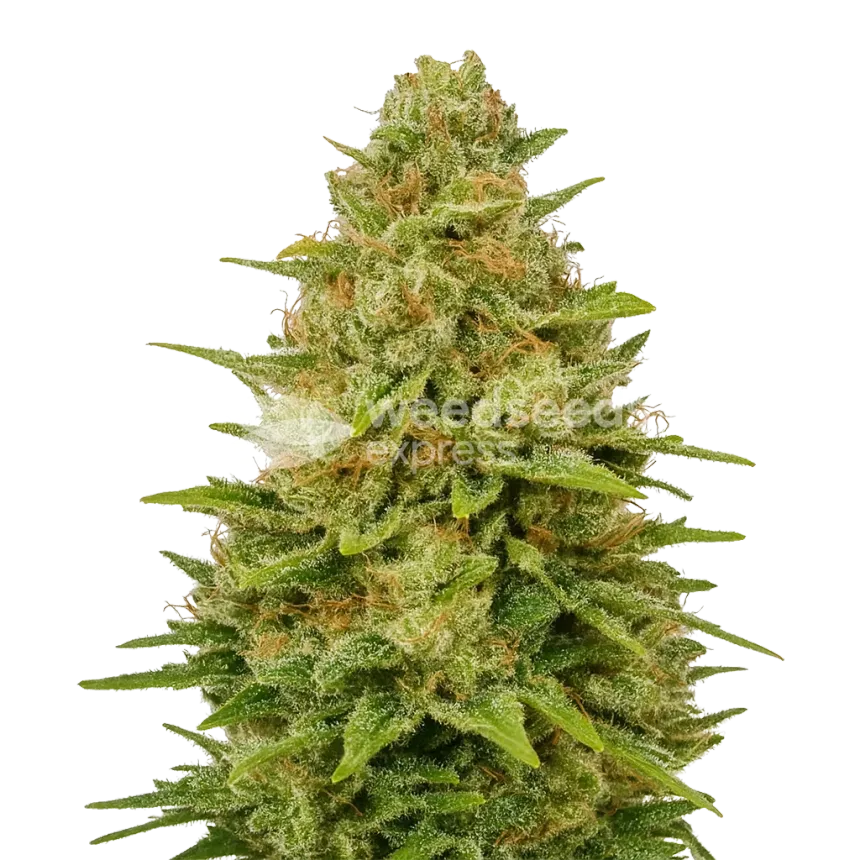 Colombian Gold Auto Plant
